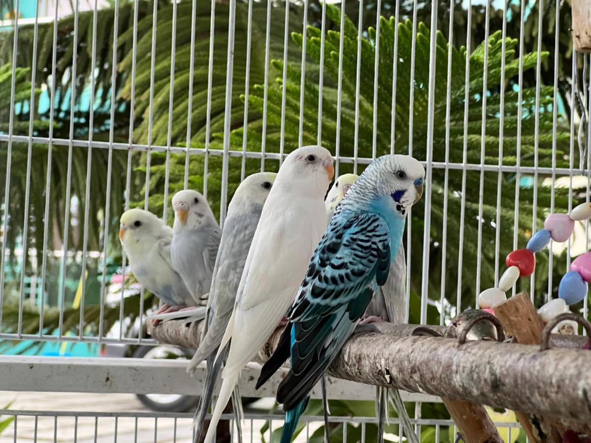 B-5 Aprt. Tipo Villa Sonidos De Las Aves. คาราวากวา ภายนอก รูปภาพ